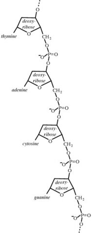 LEVENE'S TETRANUCLEOTIDE