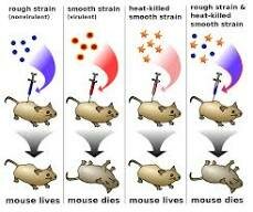 Frederick Griffith and Griffith transformation experiment