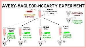 Experiment Avery–MacLeod–McCarty