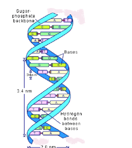 Double Helix (Incorrect theory)