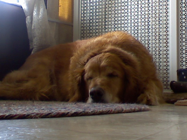 Emily gets a puppy!!!!