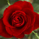 1280px small red rose