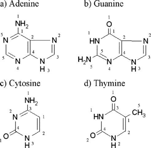 COUNTING NUCLEOBASES