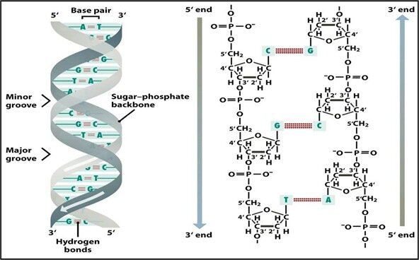 Watson and Crick Corrct Doble Helix