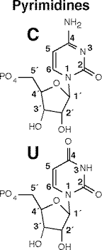 Counting Nucleobases (Part 1)