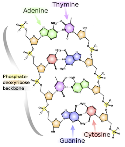 Counting nucleobases