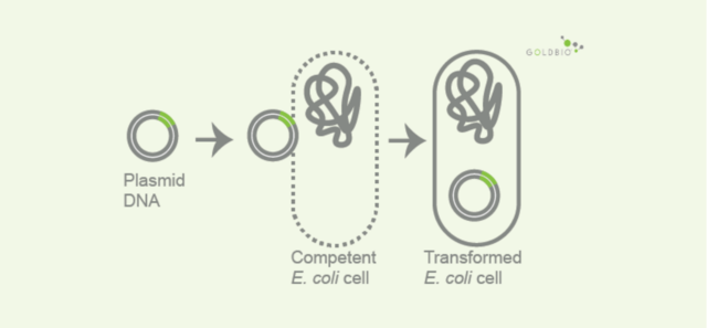First bacterial transformation