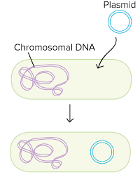 Cause of the bacteria transformation