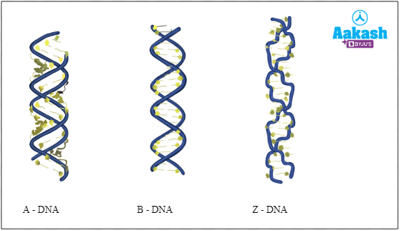 DNA exists in 2 forms