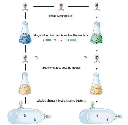 Hershey-Chase results