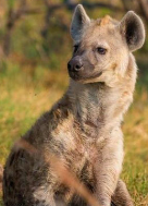 hyenas
