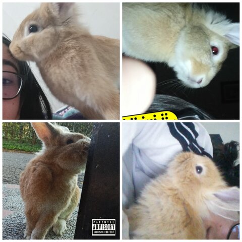 My rabbit