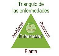 5. Taxonomía de las enfermedades.