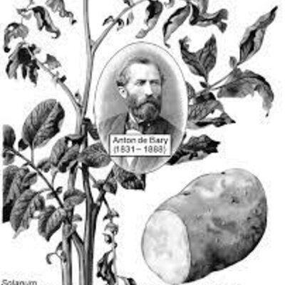 Timeline: FITOPATOLOGIA-Daniel Rios