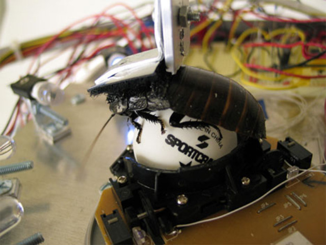 Cockroach-Controlled Robot