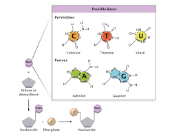 Structure of Nucleic Acids