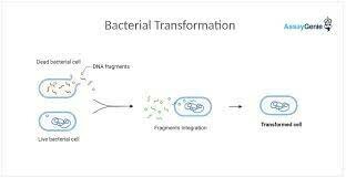 bacterial transformation