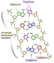 Counting Nucleobases