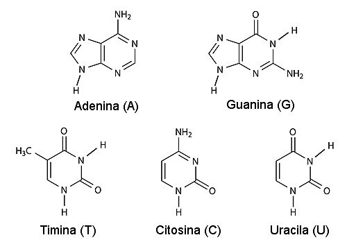 Discovering the bases of adenine and thymine - Albercht Kossel
