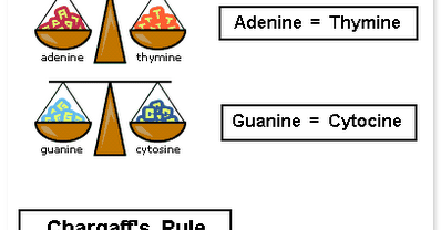 Chargaff's Rules