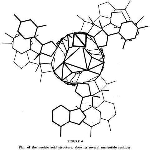 Pauling's Triple Helix