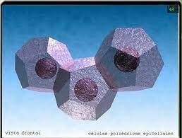 1665 Robert Hooke (inglés) descripcion de la estructura celular