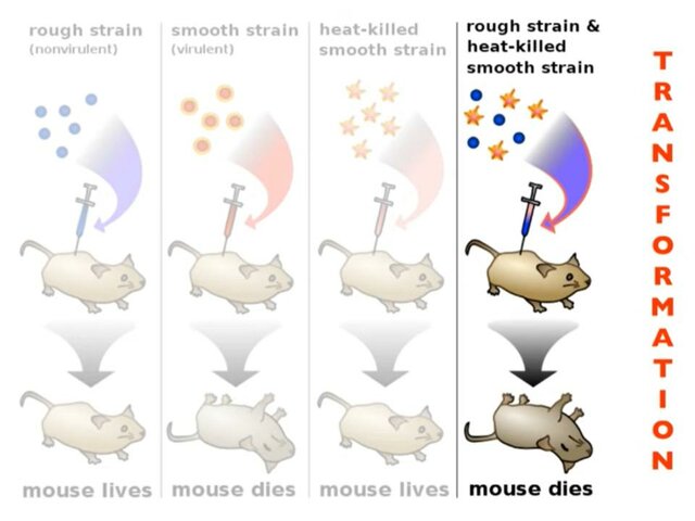 Griffith's Transfomation Experiment