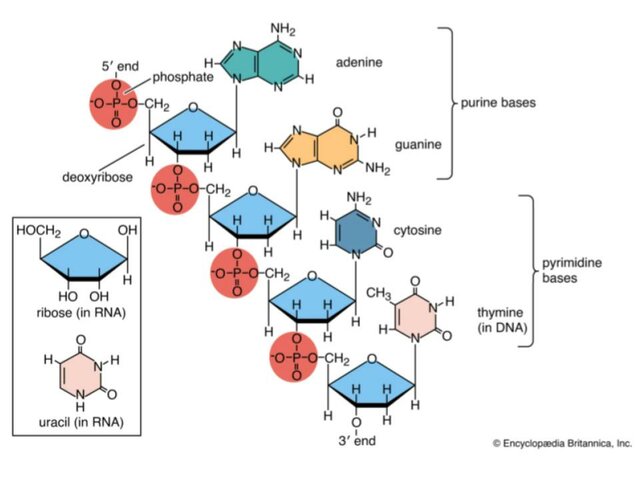Discovery of Nucleic Acids