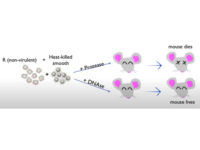 Answering Griffith's Question