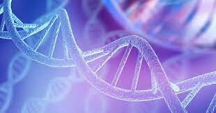 DNA is a Double-Stranded Helix