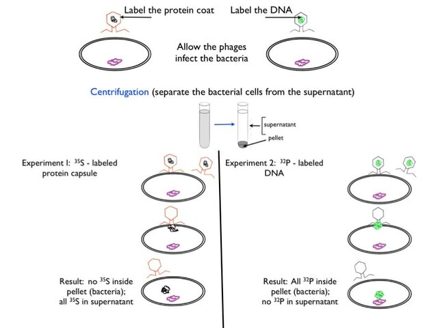 Hershey and Chase Experiments