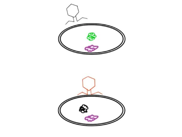 Conclusions of Hershey and Chase