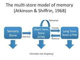 Atkinson and Shriffin proposed a multistage, multistore theory of memory that is generally regarded as the basis for information processing theory.