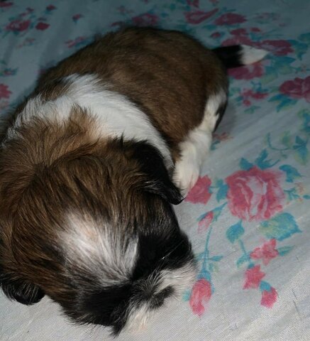 Quando ganhei o meu dog