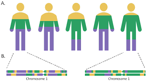 First human disease gene mapped with DNA markers