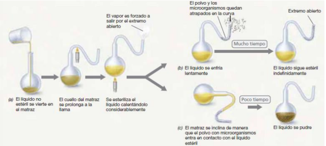 EXPERIMENTO MATRAZ CUELLO DE CISNE