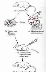LOS POSTULADOS DE KOCH