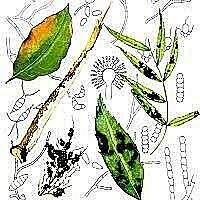 4. La teoría humoral