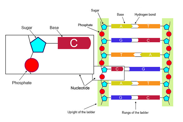 Discovery of DNA Components