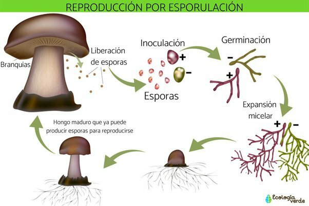 6. La teoría microbiana sin pasteur y Koch