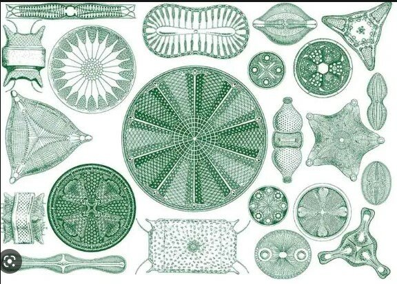 DIATOMEAS IDENTIFICADAS COMO PLANTAS
