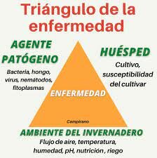 6. Taxonomía de las enfermedades.