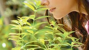 8. Otras nociones a causas. Causa eficiente de la enfermedad.