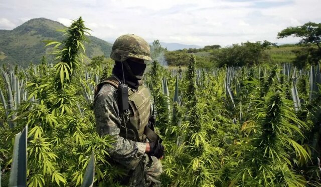 Guerra contra los productores de marihuana
