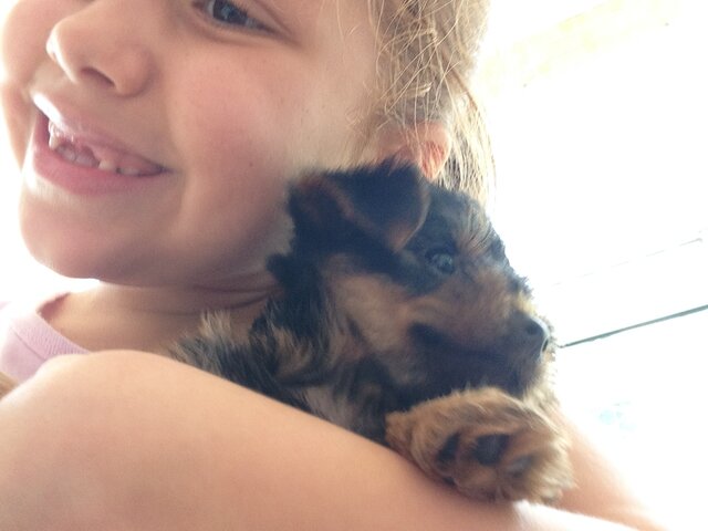 Meu primeiro cachorro