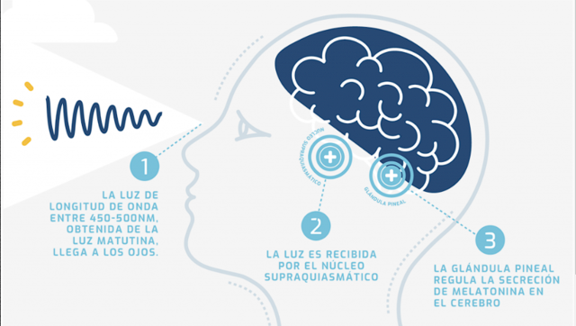 Vigilia - Pocos minutos de haber entrado al sueño
