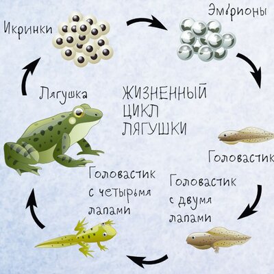 Timeline: Цикл развития лягушки