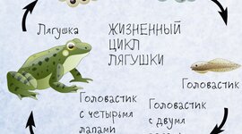 Timeline: Цикл развития лягушки