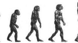 Timeline: Eix cronològic amb les diferents espècies Homo