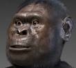 Australopithecus